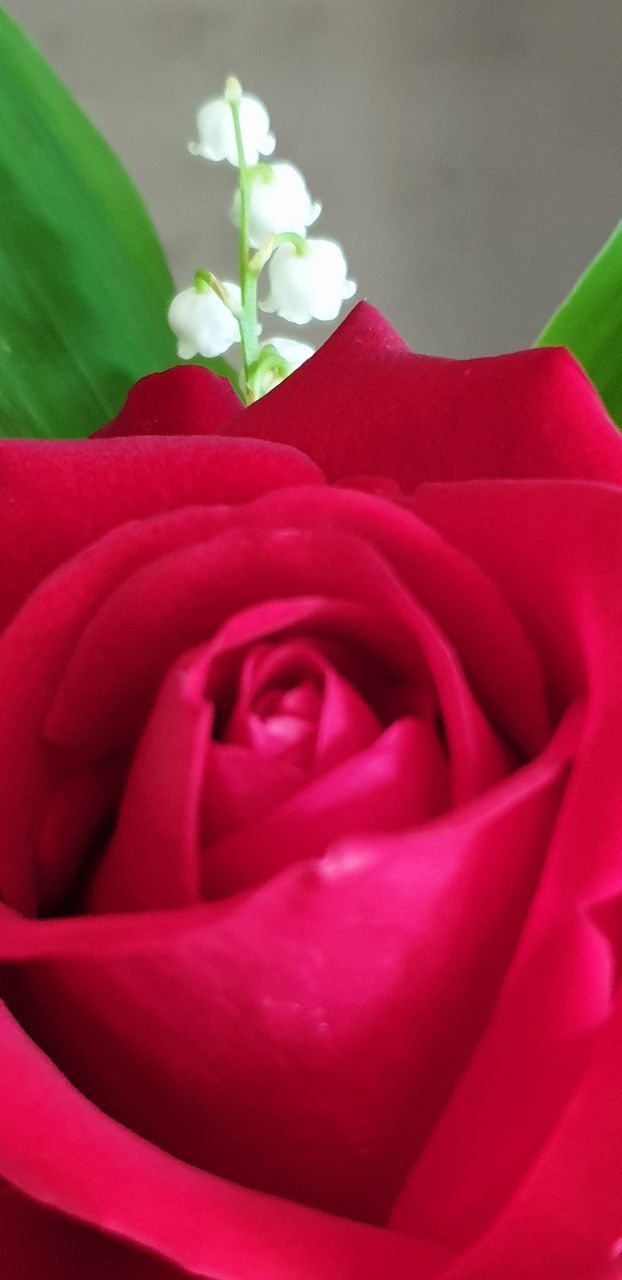 CLOSE-UP OF RED ROSE