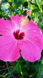 Close-up of pink hibiscus blooming outdoors