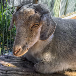Close-up of a horse on field