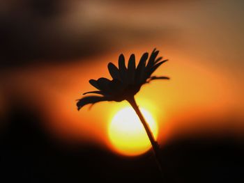 Close-up of orange flower