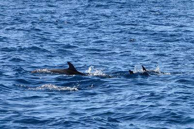 View of dolphins swimming in sea