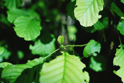 Close-up of green leaves