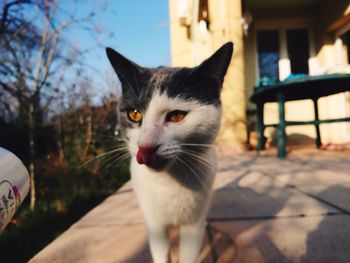 Close-up portrait of cat