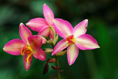 Close-up of pink flowering plant