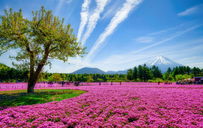 Scenic view of pink flowering trees on field against sky