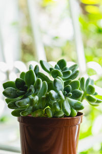 Close-up of succulent plant