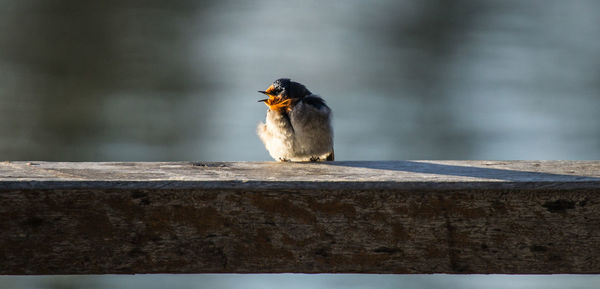 Close-up of bird perching on retaining wall