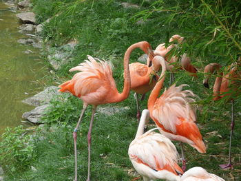 View of birds on field