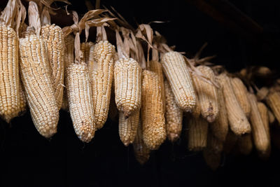 Close-up of dried corn hanging over black background