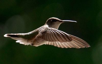 Close up of a bird