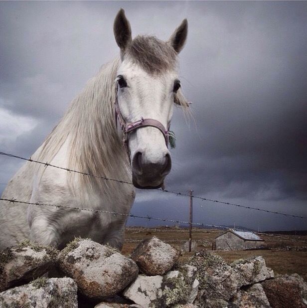 animal themes, sky, one animal, cloud - sky, mammal, livestock, domestic animals, cloudy, cloud, rock - object, nature, day, outdoors, fence, wildlife, field, zoology, no people, animals in the wild, standing