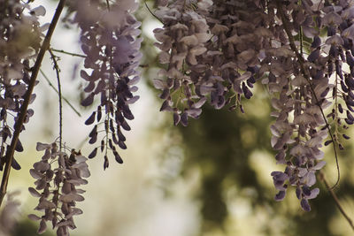 Close-up of flowers growing on tree