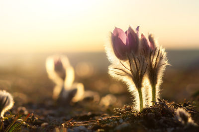 Close-up of flowering plant on land against sky