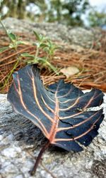 High angle view of leaf on rock