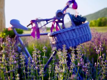 Close-up of purple flowering plants on field