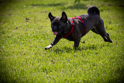 Black dog running on field