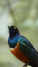 Close-up of bird perching