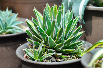 Close-up of potted plant