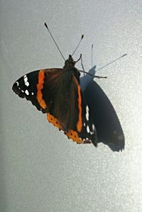 Close-up of butterfly