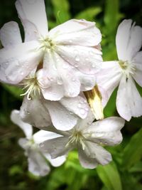 Close-up of wet white flowers blooming outdoors