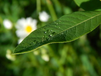 Close-up of leaves