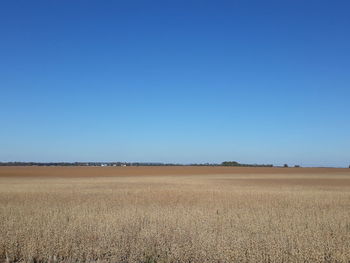 Scenic view of agricultural field against clear blue sky