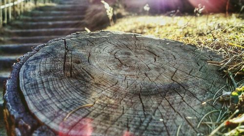 Close-up of tree stump