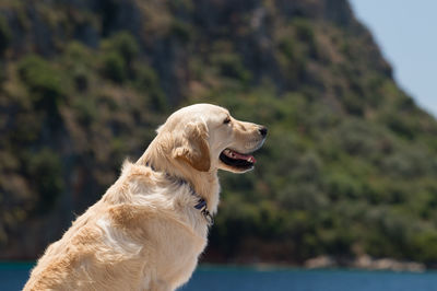 Close-up of a dog