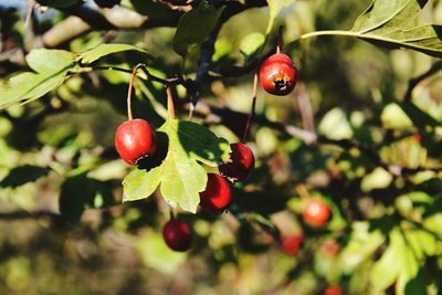 Close-up of red berries on tree