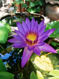 Close-up of lotus water lily