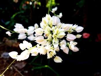 Close-up of white flowers