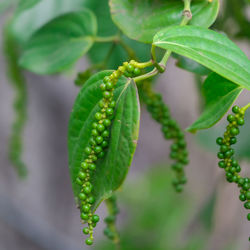 Close-up of fresh green plant