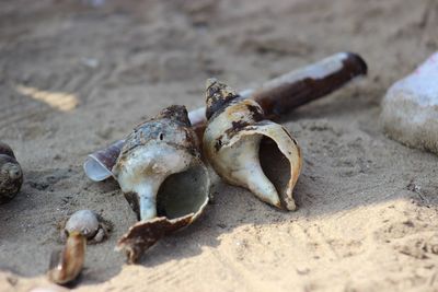 Close-up of bread on sand