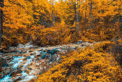 Close-up of autumn trees