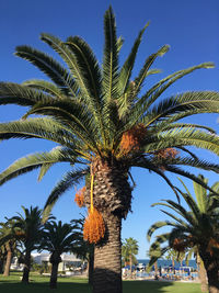 Low angle view of palm trees against blue sky