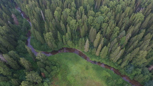 High angle view of trees growing in forest