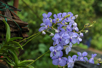 Close-up of purple flowering plants