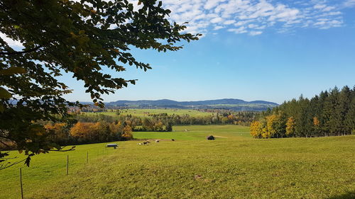 Scenic view of field against sky