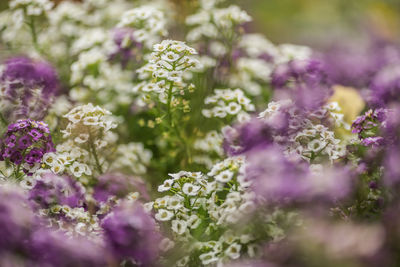 Close-up of purple flowering plants