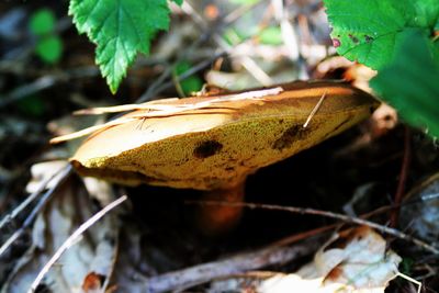 Close-up of butterfly on leaf