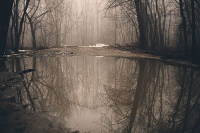 Scenic view of forest during winter