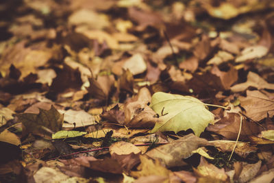Close-up of autumn leaves