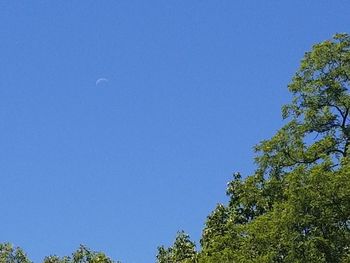 Low angle view of trees against clear blue sky