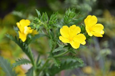 Close-up of yellow flowers blooming outdoors