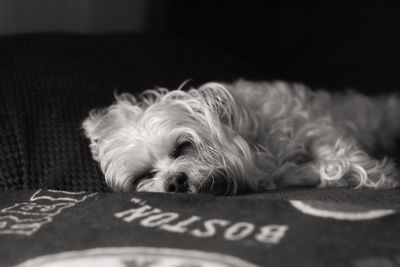 Close-up of dog lying at home