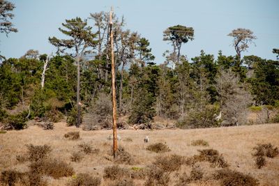 Trees on field against sky