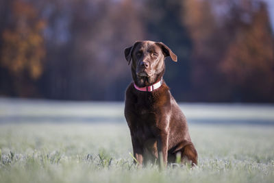 Portrait of dog sitting on field