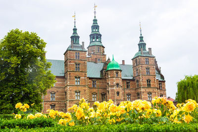 Yellow roses blooming in the gardens of rosenborg castle in copenhagen, denmark. rosenborg palace.