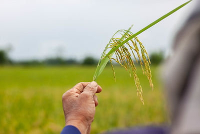 Close-up of hand holding plant