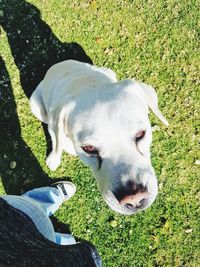 Low section of person with dog on grass